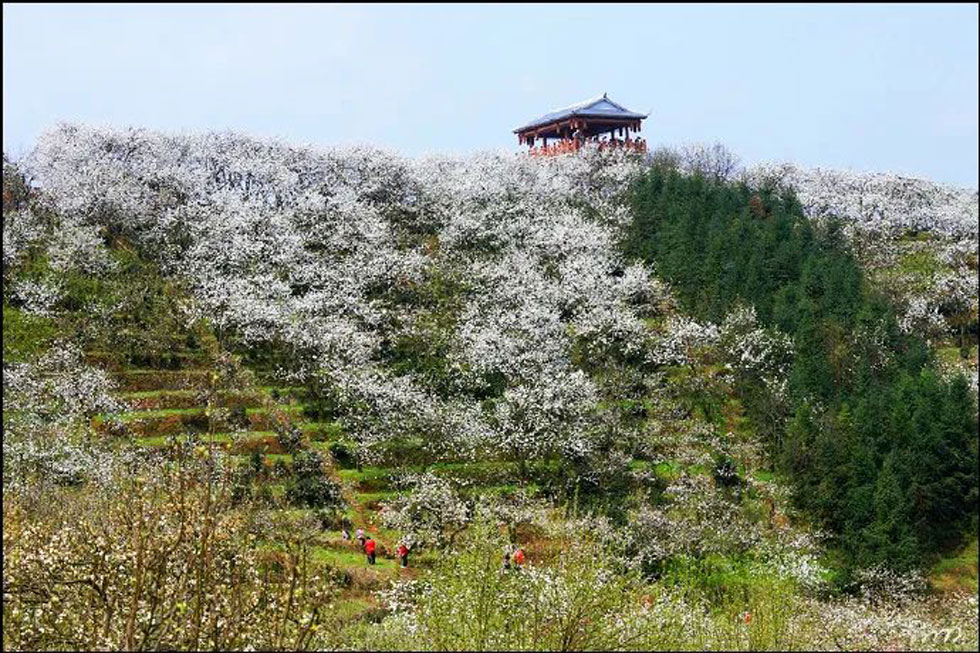 【春天，广西桂林灌阳县向您发出邀请！】我们在灌阳看梨花 - 游山玩水 - 深圳生活社区 - 深圳28生活网 sz.28life.net