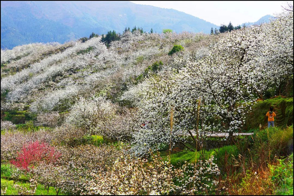 【春天，广西桂林灌阳县向您发出邀请！】我们在灌阳看梨花 - 游山玩水 - 深圳生活社区 - 深圳28生活网 sz.28life.net