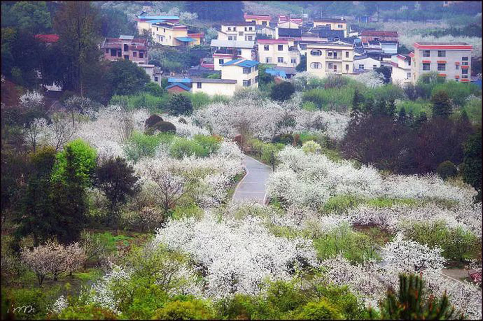【春天，广西桂林灌阳县向您发出邀请！】我们在灌阳看梨花 - 游山玩水 - 深圳生活社区 - 深圳28生活网 sz.28life.net