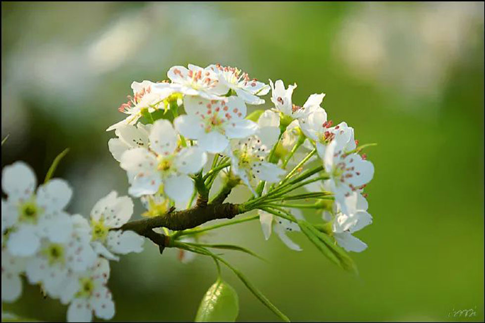 【春天，广西桂林灌阳县向您发出邀请！】我们在灌阳看梨花 - 游山玩水 - 深圳生活社区 - 深圳28生活网 sz.28life.net