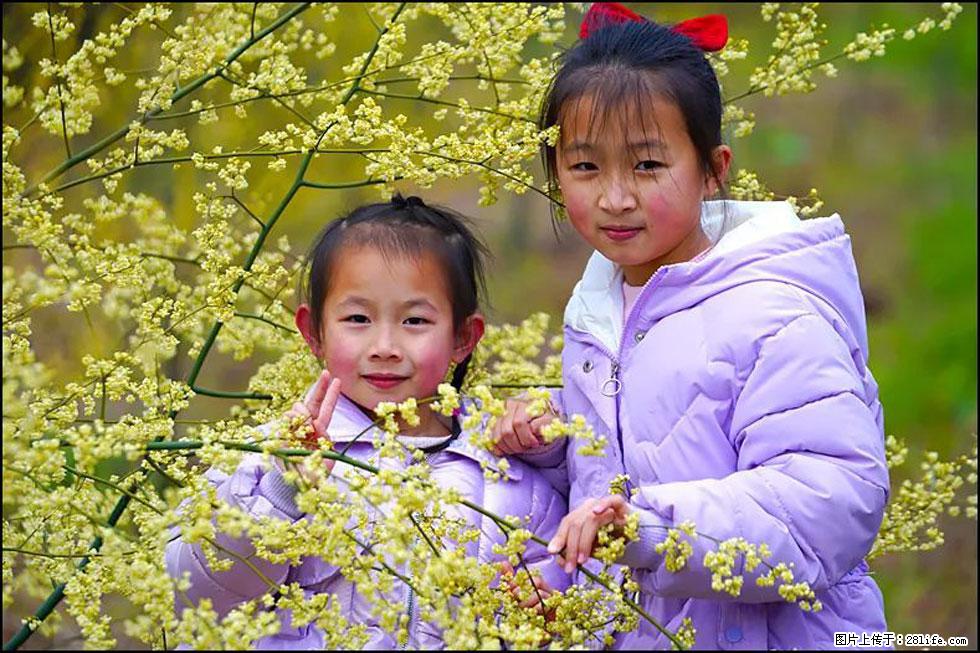 【春天，广西桂林灌阳县向您发出邀请！】米珠山前有片山苍子花在飘香 - 游山玩水 - 深圳生活社区 - 深圳28生活网 sz.28life.net
