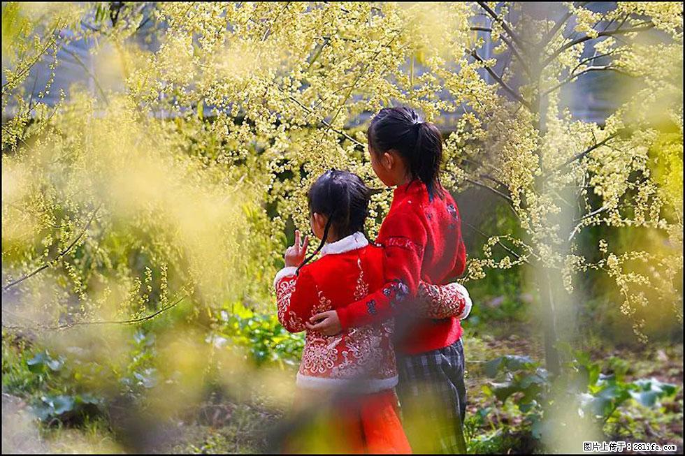 【春天，广西桂林灌阳县向您发出邀请！】米珠山前有片山苍子花在飘香 - 游山玩水 - 深圳生活社区 - 深圳28生活网 sz.28life.net