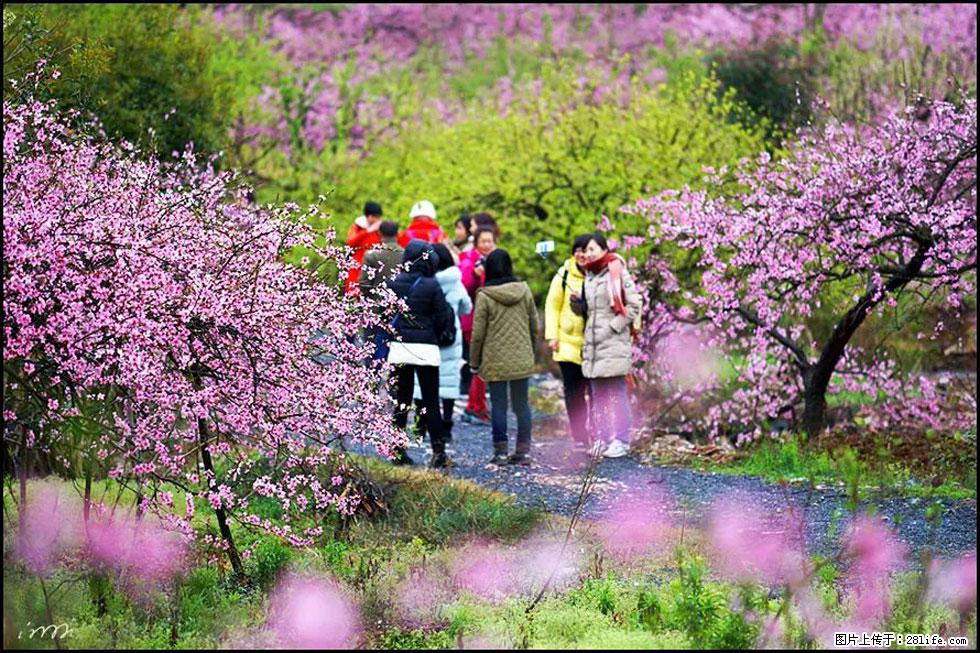 【春天，广西桂林灌阳县向您发出邀请！】官庄村有个醉美的桃花园 - 游山玩水 - 深圳生活社区 - 深圳28生活网 sz.28life.net