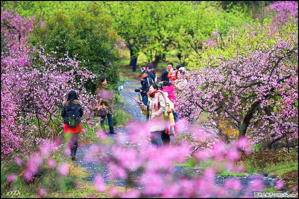【春天，广西桂林灌阳县向您发出邀请！】官庄村有个醉美的桃花园 - 游山玩水 - 深圳生活社区 - 深圳28生活网 sz.28life.net