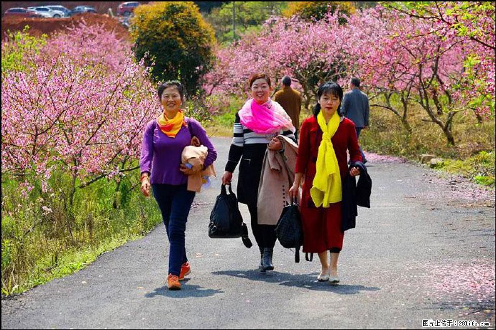【春天，广西桂林灌阳县向您发出邀请！】官庄村有个醉美的桃花园 - 游山玩水 - 深圳生活社区 - 深圳28生活网 sz.28life.net