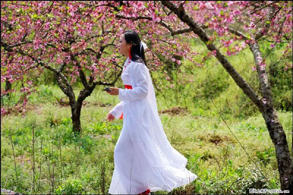 【春天，广西桂林灌阳县向您发出邀请！】官庄村有个醉美的桃花园 - 游山玩水 - 深圳生活社区 - 深圳28生活网 sz.28life.net