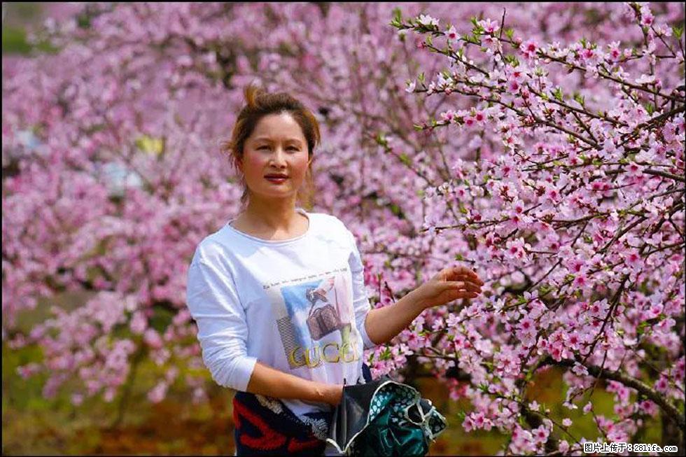 【春天，广西桂林灌阳县向您发出邀请！】官庄村有个醉美的桃花园 - 游山玩水 - 深圳生活社区 - 深圳28生活网 sz.28life.net