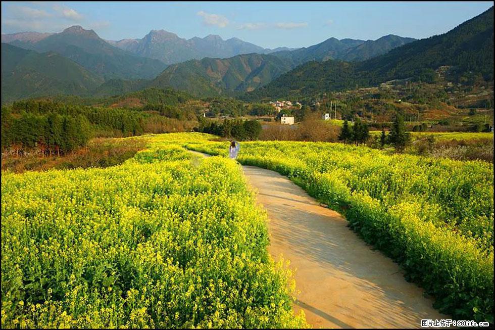 【春天，广西桂林灌阳县向您发出邀请！】长坪村油菜盛情花开 - 游山玩水 - 深圳生活社区 - 深圳28生活网 sz.28life.net