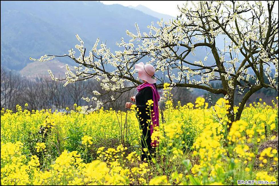 【春天，广西桂林灌阳县向您发出邀请！】长坪村油菜盛情花开 - 游山玩水 - 深圳生活社区 - 深圳28生活网 sz.28life.net