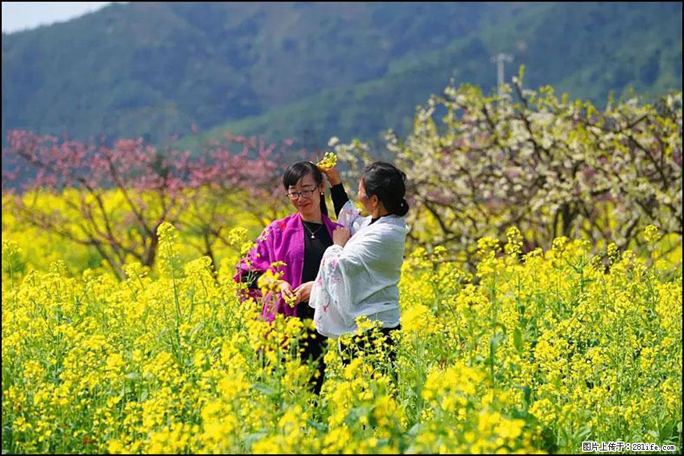 【春天，广西桂林灌阳县向您发出邀请！】长坪村油菜盛情花开 - 游山玩水 - 深圳生活社区 - 深圳28生活网 sz.28life.net