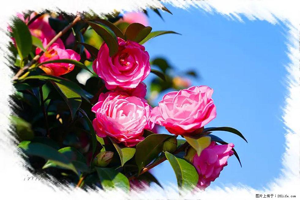 【春天，广西桂林灌阳县向您发出邀请！】杨柳井茶花惹人爱 - 游山玩水 - 深圳生活社区 - 深圳28生活网 sz.28life.net