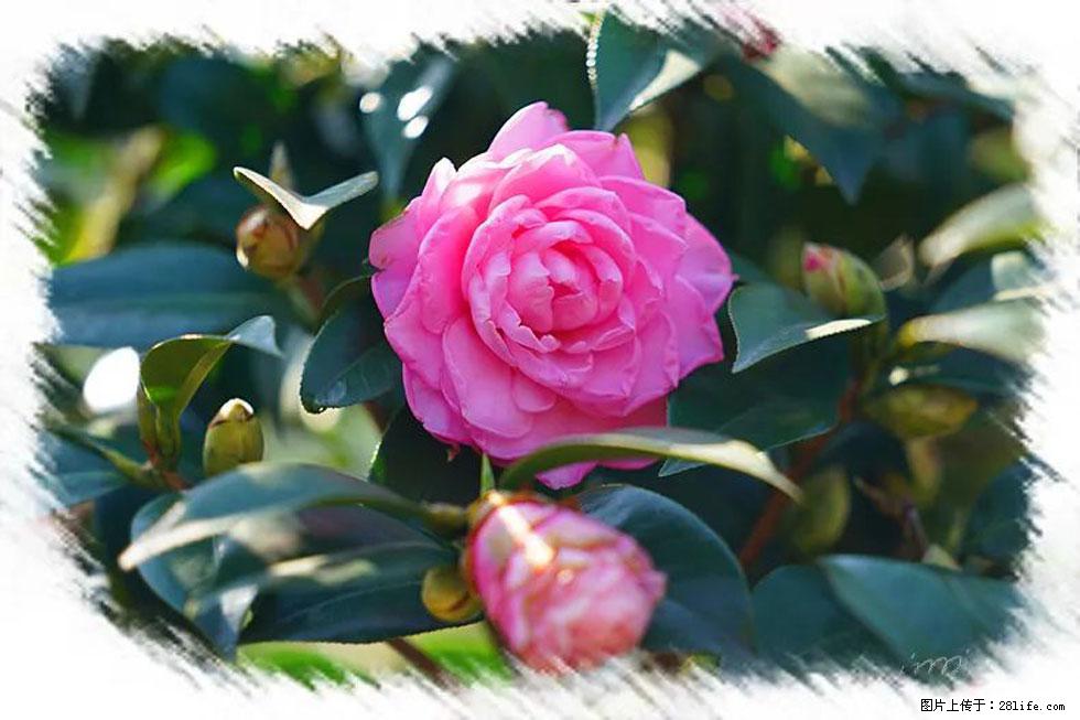【春天，广西桂林灌阳县向您发出邀请！】杨柳井茶花惹人爱 - 游山玩水 - 深圳生活社区 - 深圳28生活网 sz.28life.net