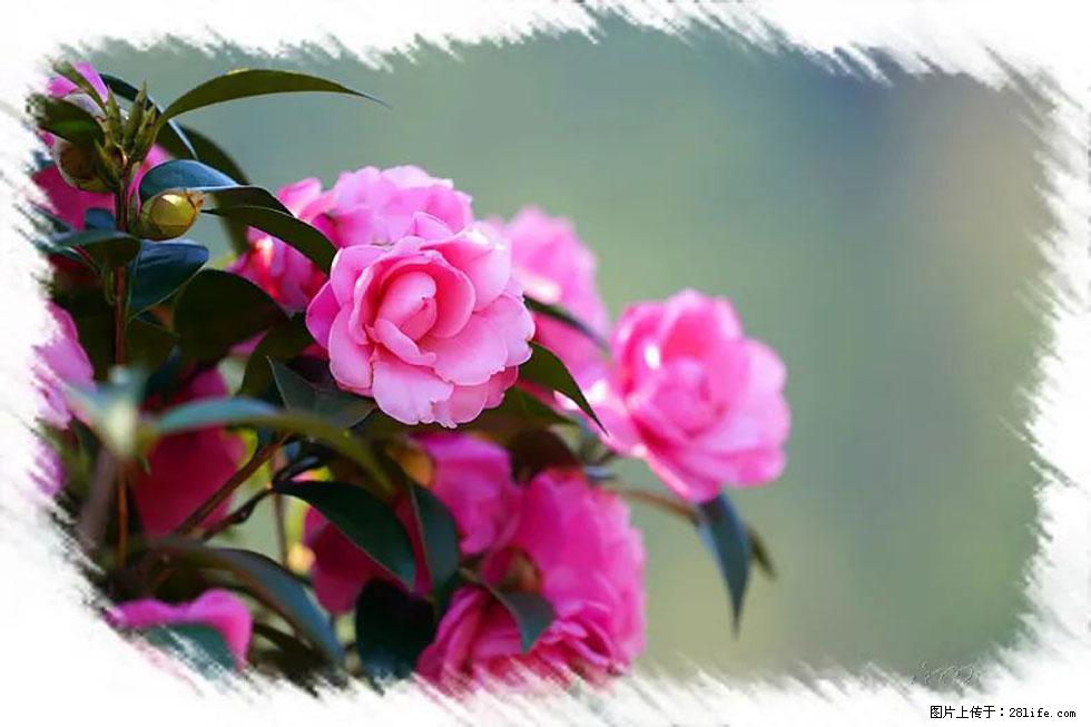 【春天，广西桂林灌阳县向您发出邀请！】杨柳井茶花惹人爱 - 游山玩水 - 深圳生活社区 - 深圳28生活网 sz.28life.net