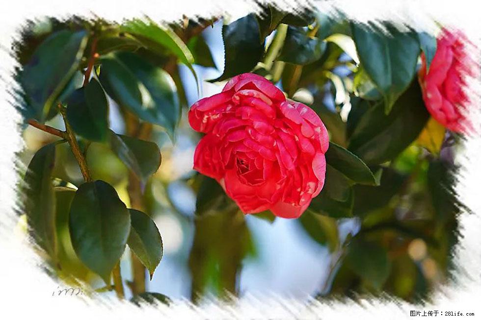 【春天，广西桂林灌阳县向您发出邀请！】杨柳井茶花惹人爱 - 游山玩水 - 深圳生活社区 - 深圳28生活网 sz.28life.net