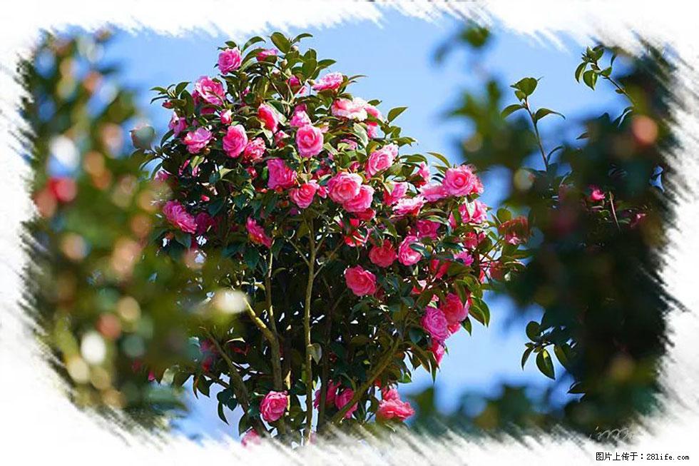 【春天，广西桂林灌阳县向您发出邀请！】杨柳井茶花惹人爱 - 游山玩水 - 深圳生活社区 - 深圳28生活网 sz.28life.net
