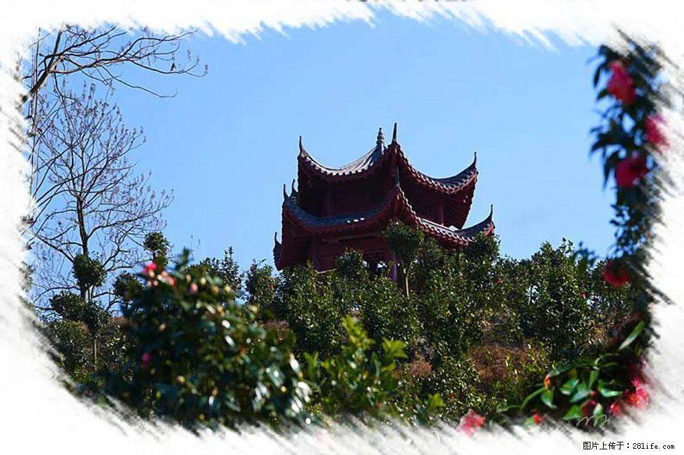 【春天，广西桂林灌阳县向您发出邀请！】杨柳井茶花惹人爱 - 游山玩水 - 深圳生活社区 - 深圳28生活网 sz.28life.net