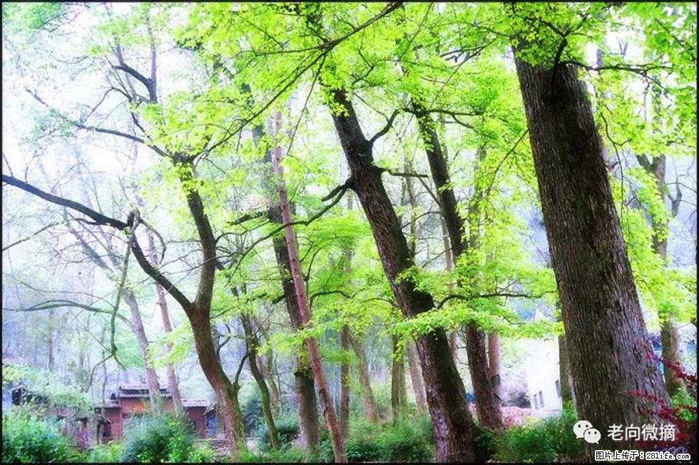 【春天，广西桂林灌阳县向您发出邀请！】在小龙村与春天约会 - 游山玩水 - 深圳生活社区 - 深圳28生活网 sz.28life.net