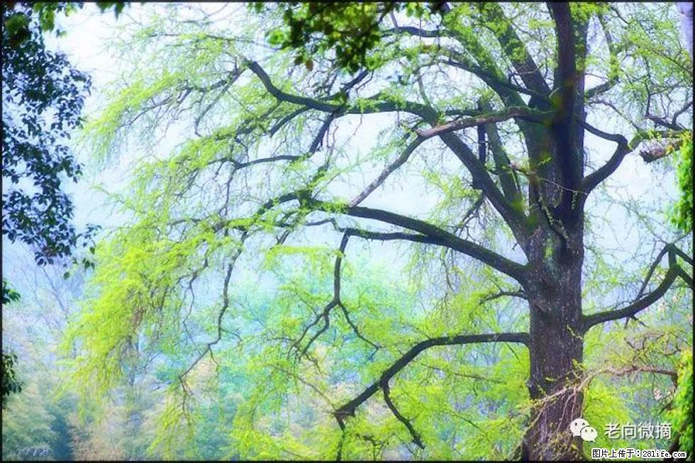 【春天，广西桂林灌阳县向您发出邀请！】在小龙村与春天约会 - 游山玩水 - 深圳生活社区 - 深圳28生活网 sz.28life.net