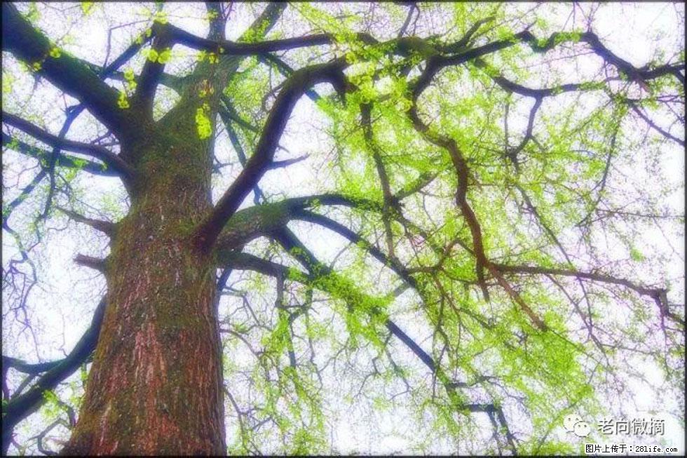 【春天，广西桂林灌阳县向您发出邀请！】在小龙村与春天约会 - 游山玩水 - 深圳生活社区 - 深圳28生活网 sz.28life.net