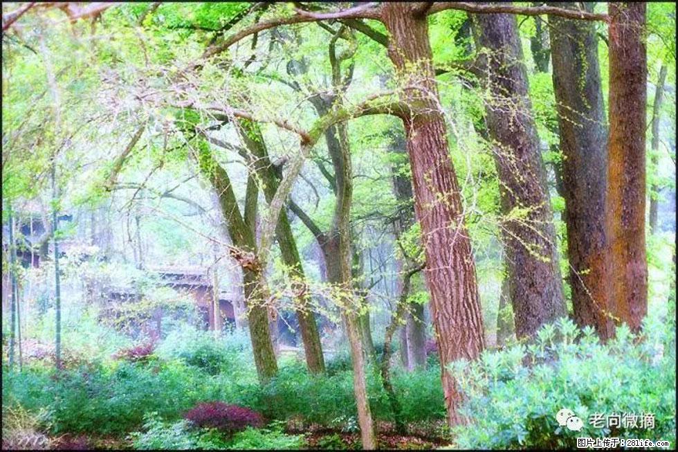 【春天，广西桂林灌阳县向您发出邀请！】在小龙村与春天约会 - 游山玩水 - 深圳生活社区 - 深圳28生活网 sz.28life.net