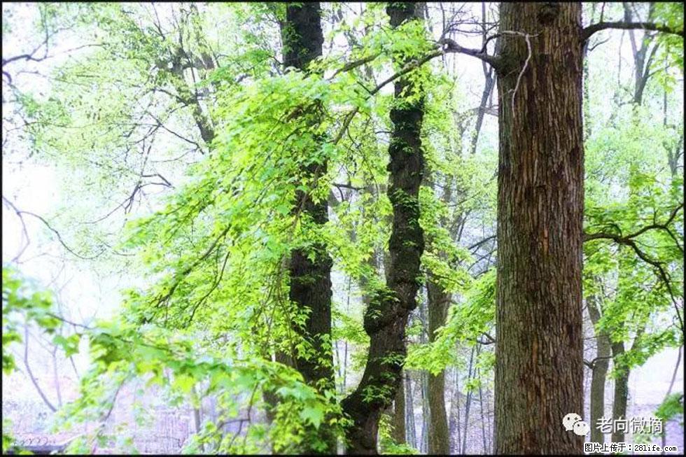 【春天，广西桂林灌阳县向您发出邀请！】在小龙村与春天约会 - 游山玩水 - 深圳生活社区 - 深圳28生活网 sz.28life.net