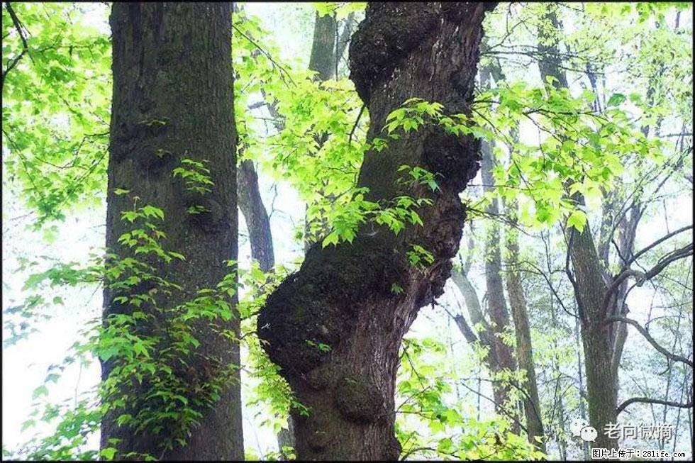 【春天，广西桂林灌阳县向您发出邀请！】在小龙村与春天约会 - 游山玩水 - 深圳生活社区 - 深圳28生活网 sz.28life.net