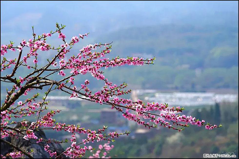 【春天，广西桂林灌阳县向您发出邀请！】望月岭上桃花开 - 游山玩水 - 深圳生活社区 - 深圳28生活网 sz.28life.net