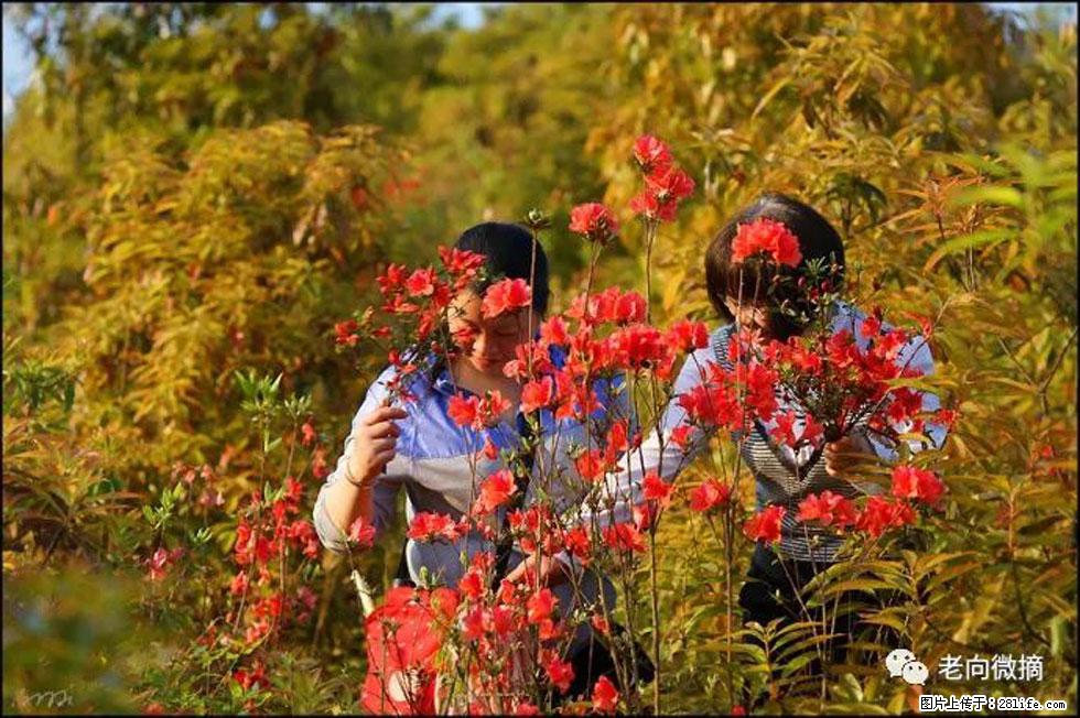 【春天，广西桂林灌阳县向您发出邀请！】登麒麟山，相约映山红 - 游山玩水 - 深圳生活社区 - 深圳28生活网 sz.28life.net