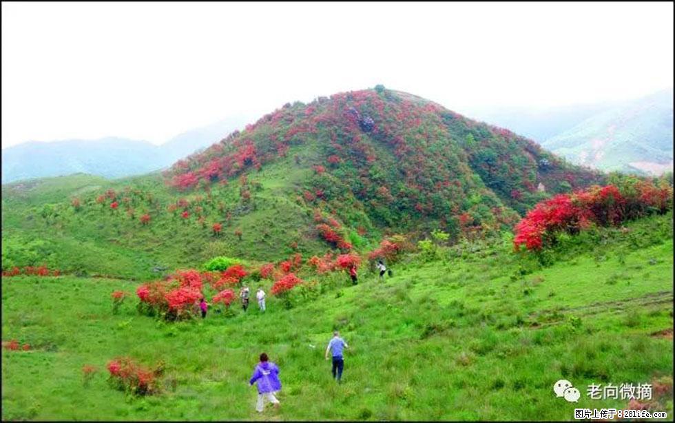 【春天，广西桂林灌阳县向您发出邀请！】宝盖山上映山红 - 游山玩水 - 深圳生活社区 - 深圳28生活网 sz.28life.net