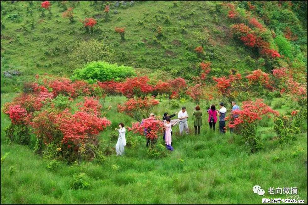 【春天，广西桂林灌阳县向您发出邀请！】宝盖山上映山红 - 游山玩水 - 深圳生活社区 - 深圳28生活网 sz.28life.net