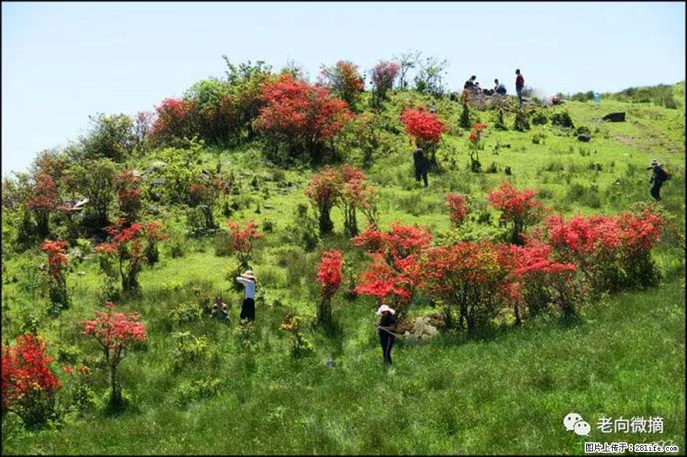 【春天，广西桂林灌阳县向您发出邀请！】宝盖山上映山红 - 游山玩水 - 深圳生活社区 - 深圳28生活网 sz.28life.net