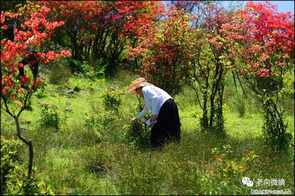 【春天，广西桂林灌阳县向您发出邀请！】宝盖山上映山红 - 游山玩水 - 深圳生活社区 - 深圳28生活网 sz.28life.net