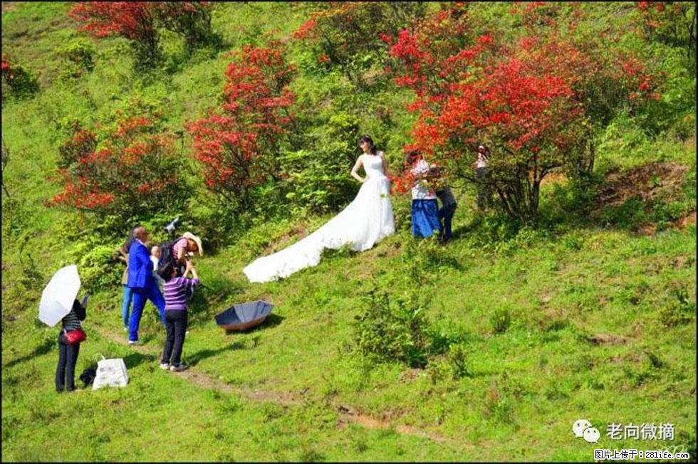 【春天，广西桂林灌阳县向您发出邀请！】宝盖山上映山红 - 游山玩水 - 深圳生活社区 - 深圳28生活网 sz.28life.net
