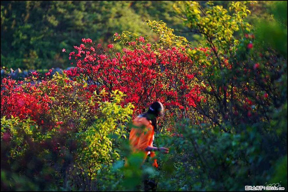 【春天，广西桂林灌阳县向您发出邀请！】春木界上映山红 - 游山玩水 - 深圳生活社区 - 深圳28生活网 sz.28life.net