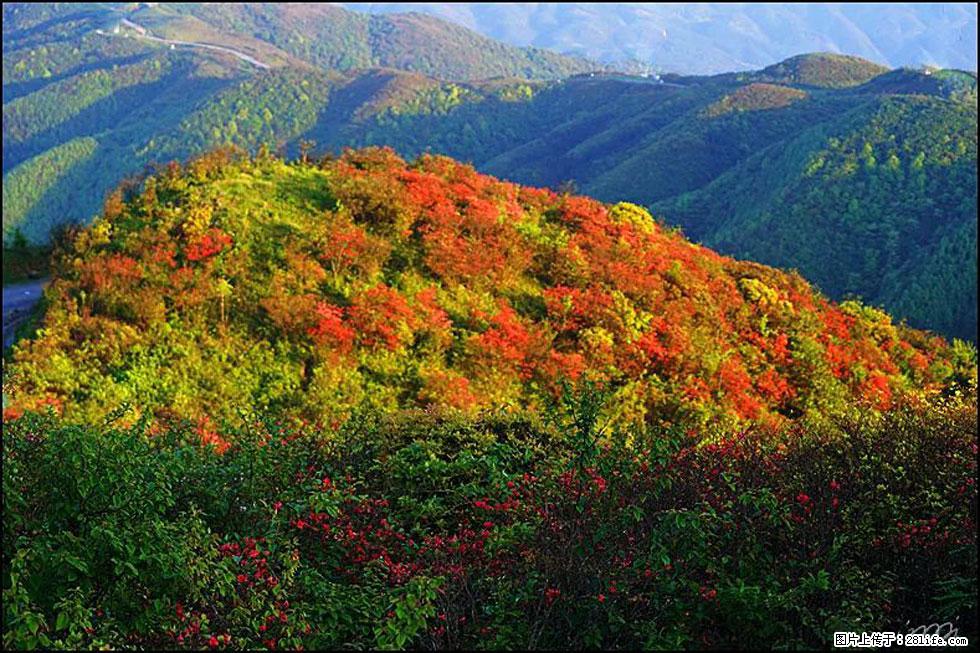 【春天，广西桂林灌阳县向您发出邀请！】春木界上映山红 - 游山玩水 - 深圳生活社区 - 深圳28生活网 sz.28life.net