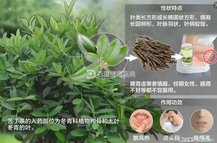 苦丁茶有哪些功效和作用 - 生活百科 - 深圳生活社区 - 深圳28生活网 sz.28life.net