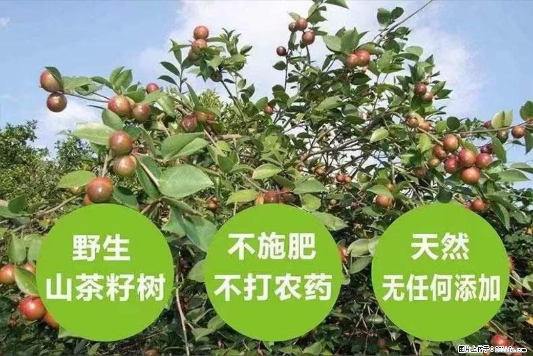 【灌阳县油茶产业示范区】一个有着充实的精神生活的人，对待身外之物自会有一种淡泊的态度 - 美食天地 - 深圳生活社区 - 深圳28生活网 sz.28life.net