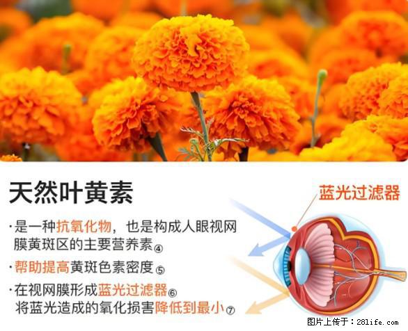 叶黄素有什么功效和作用 - 生活百科 - 深圳生活社区 - 深圳28生活网 sz.28life.net