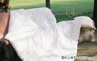 被子有异味?只要这样做,比晒太阳还强100倍! - 家居生活 - 深圳生活社区 - 深圳28生活网 sz.28life.net