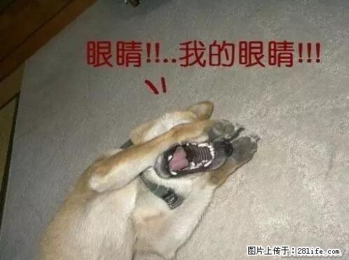 笑癫了！一女的怀孕三年未生，他终于忍不住了... - 娱乐八卦 - 深圳生活社区 - 深圳28生活网 sz.28life.net