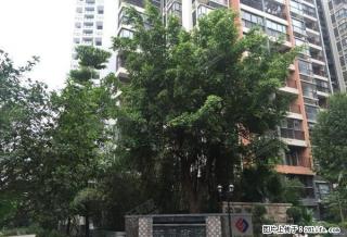 民治上塘地鉄站800米 精装3房带车位出租 降价500 - 深圳28生活网 sz.28life.net