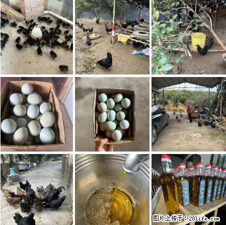 油茶园从小鸡仔开始养起的纯土鸡、土鸡蛋可以预定啦！还有前几天刚榨的纯山茶油哦 - 土特产 - 饮食特产 - 深圳分类信息 - 深圳28生活网 sz.28life.net