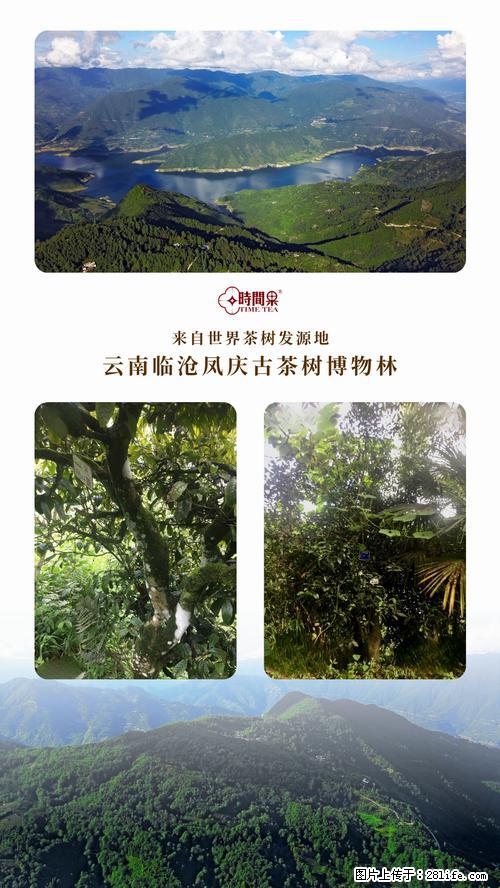 时间果百年古树2025年春红茶 - 购物交流 - 深圳生活社区 - 深圳28生活网 sz.28life.net