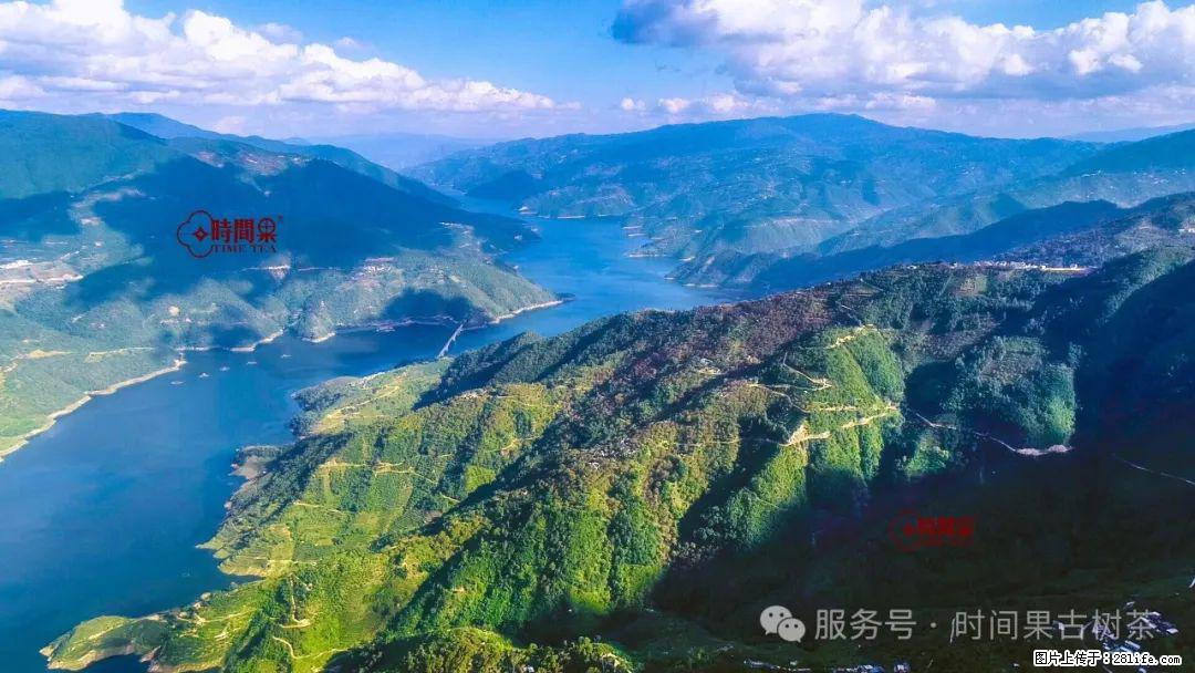时间果百年古树龙珠普洱生茶 - 购物交流 - 深圳生活社区 - 深圳28生活网 sz.28life.net