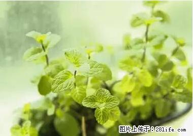 晕车、脚气、牙齿变黄、皮肤粗糙？学会这些三分钟搞定！ - 深圳生活资讯 - 深圳28生活网 sz.28life.net