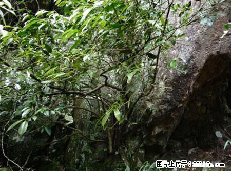 平乐石崖茶，珍贵仅次于金花茶 - 深圳生活资讯 - 深圳28生活网 sz.28life.net