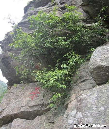 平乐石崖茶，珍贵仅次于金花茶 - 深圳生活资讯 - 深圳28生活网 sz.28life.net