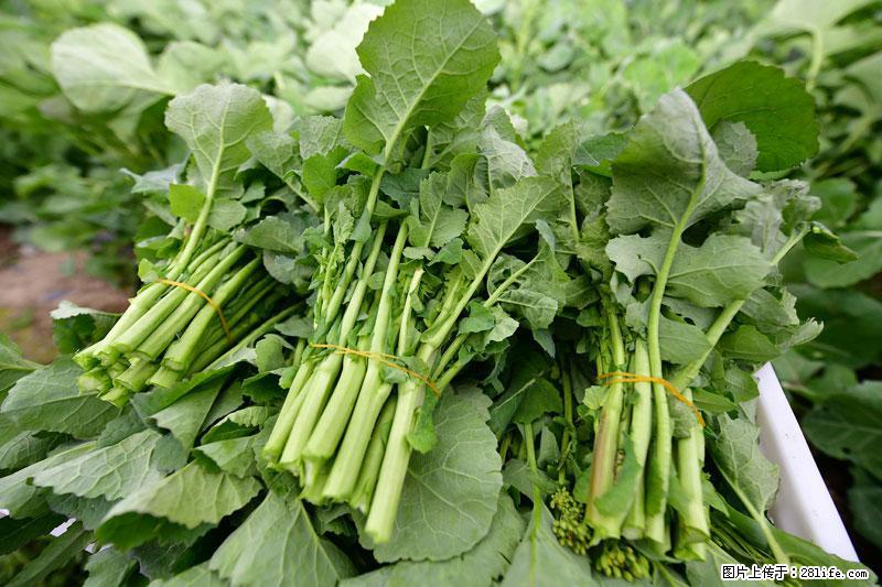 这些蔬菜是“天然钙片”，这6种被医生重点推荐 - 深圳生活资讯 - 深圳28生活网 sz.28life.net